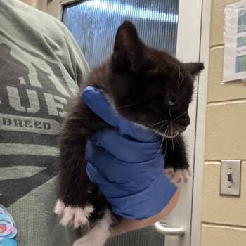 Chiclet -  Domestic Short Hair Cat for Adoption in Columbus, Georgia - Chiclet | PetCurious