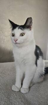 Bramley -  Domestic Short Hair Cat for Adoption in Dublin, Ohio - Bramley | PetCurious