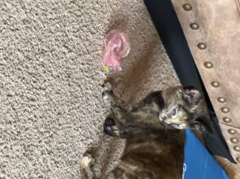 Tortellini -  Domestic Short Hair Cat for Adoption in Randolph, Alabama - Tortellini | PetCurious
