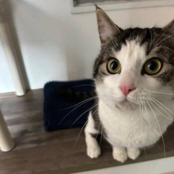 Domestic Short Hair Cats Available for Adoption - Bernard | PetCurious