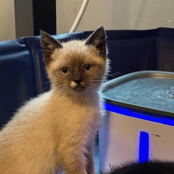 Siamese Cats Available for Adoption in Beaverton, Oregon - Victoria | PetCurious