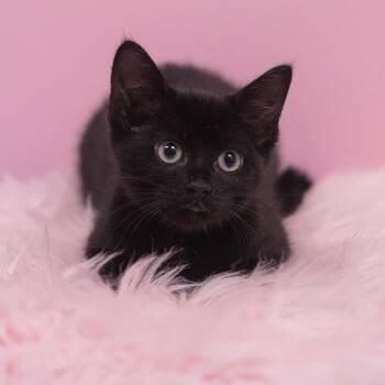 Rescue Domestic Short Hair Cats for Adoption in St. Augustine, Florida - Camilla | PetCurious