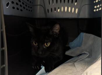 Domestic Short Hair Cats Available for Adoption in Palo Alto, California - ISLA | PetCurious