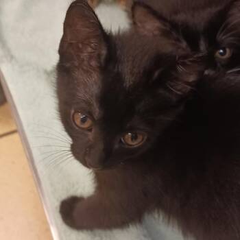 Domestic Short Hair Cats Available for Adoption in Nashville, Tennessee - Sweetheart | PetCurious