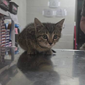Cookies-N-Cream -  Domestic Short Hair Cat for Adoption in Clanton, Alabama - Cookies-N-Cream | PetCurious