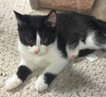 Chaps -  Domestic Short Hair Cat for Adoption in Randolph, Alabama - Chaps | PetCurious