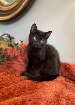 Houdini at Canton PetSmart Adoption Center Michigan Ave -  Domestic Short Hair Cat for Adoption in Taylor, Michigan - Houdini At Canton PetSmart Adoption Center Michigan Ave | PetCurious