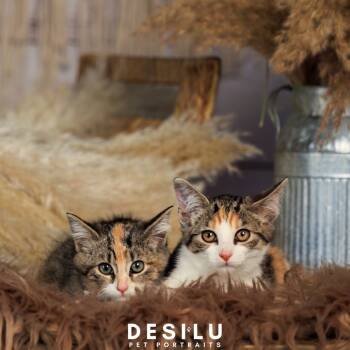 Rescue Domestic Short Hair Cats for Adoption in Mocksville, North Carolina - Stella | PetCurious