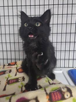 Butter -  Domestic Short Hair Cat for Adoption in Salmon, Idaho - Butter | PetCurious