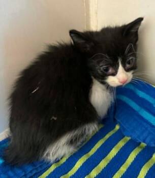 Indiana Bones -  Domestic Short Hair Cat Available for Adoption in Lampasas, Texas - Indiana Bones | PetCurious