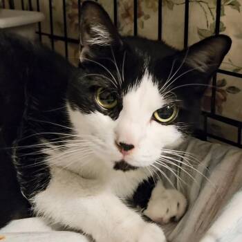 Zuma N. - A Sweetheart Worth Getting to Know -  Domestic Short Hair Cat for Adoption in New York, New York - Zuma N. - A Sweetheart Worth Getting To Know | PetCurious