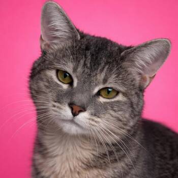 Reeah Belle -  Domestic Short Hair Cat for Adoption in Mankato, Minnesota - Reeah Belle | PetCurious