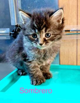 Domestic Short Hair Cats Available for Adoption in Cloquet, Minnesota - Sombrero/Bella | PetCurious