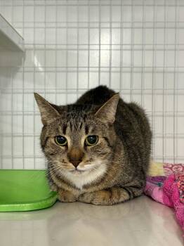 Grill -  Domestic Short Hair Cat for Adoption in Claremont, New Hampshire - Grill | PetCurious