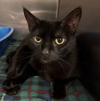 Domestic Short Hair Cats Available for Adoption in Ocala, Florida - Pepper | PetCurious