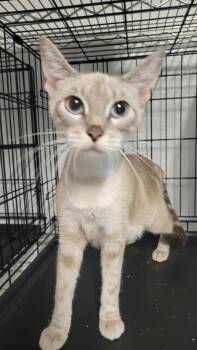 Pearl -  Siamese Cat for Adoption in Metter, Georgia - Pearl | PetCurious