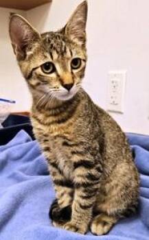Big Boy -  Domestic Short Hair Cat for Adoption in Lebanon, Pennsylvania - Big Boy | PetCurious