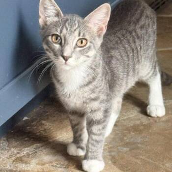 Homefry -  Domestic Short Hair Cat for Adoption in Tampa, Florida - Homefry | PetCurious