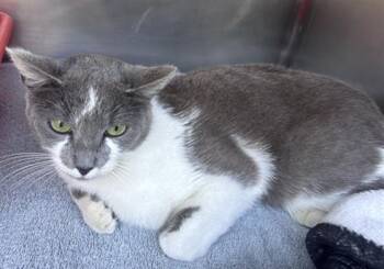 Domestic Short Hair Cats Available for Adoption in Norco, California - DUSTY | PetCurious