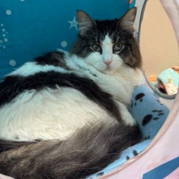 Domestic Long Hair Cats Available for Adoption - Elliot | PetCurious