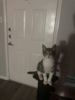 Hei Hei -  Domestic Short Hair and Tabby Cat for Adoption in Dallas, Texas - Hei Hei | PetCurious