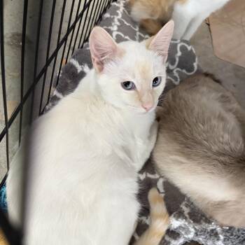 Boo -  Domestic Short Hair Cat for Adoption in Vallejo, California - Boo | PetCurious