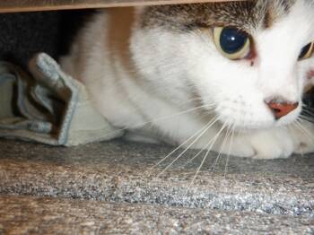 Rescue Domestic Short Hair Cats for Adoption in San Jose, California - FLORA | PetCurious