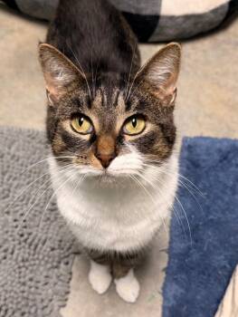Domestic Short Hair Cats Available for Adoption - Norma | PetCurious