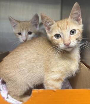 Flareon -  Domestic Short Hair Cat for Adoption in Honolulu, Hawaii - Flareon | PetCurious