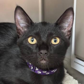 Jill -  Domestic Short Hair Cat for Adoption in Goleta, California - Jill | PetCurious
