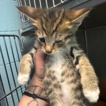 Skink -  Domestic Short Hair Cat for Adoption in South Haven, Michigan - Skink | PetCurious
