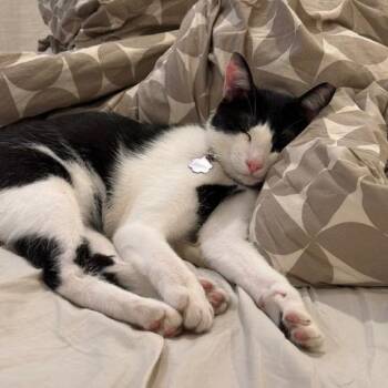 Pookie -  Domestic Short Hair Cat for Adoption in Lakewood, California - Pookie | PetCurious