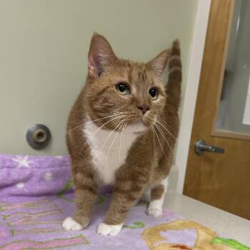 Domestic Short Hair Cats Available for Adoption in Conway, New Hampshire - Wendy | PetCurious