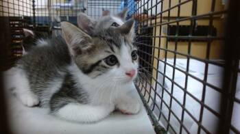 Domestic Short Hair Cats Available for Adoption in Doral, Florida - RAVEN | PetCurious