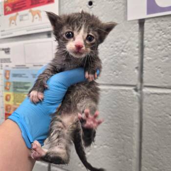 Goober -  Domestic Short Hair Cat for Adoption in West Olive, Michigan - Goober | PetCurious