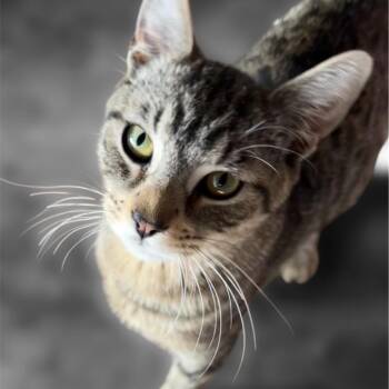 Fig -  Domestic Short Hair Cat for Adoption in Los Angeles, California - Fig | PetCurious