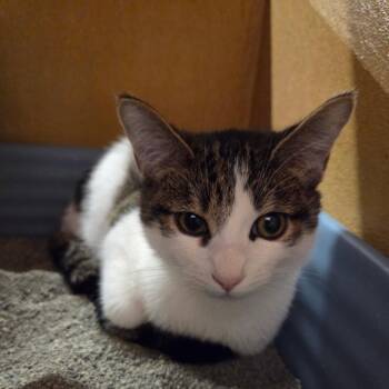Dandy -  Domestic Short Hair Cat for Adoption in Buffalo, New York - Dandy | PetCurious