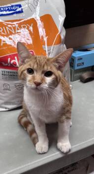Darwin -  Domestic Short Hair Cat for Adoption in Scottsdale, Arizona - Darwin | PetCurious