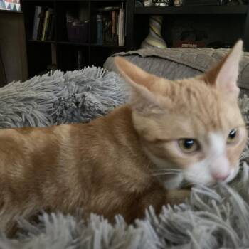 Marmalade and Kumquat -  Domestic Short Hair Cat for Adoption in Portage, Michigan - Marmalade And Kumquat | PetCurious