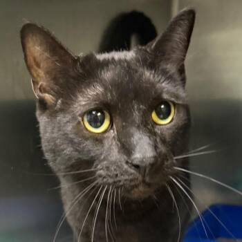 Avalanche -  Domestic Short Hair Cat for Adoption in Jacksonville, Arkansas - Avalanche | PetCurious