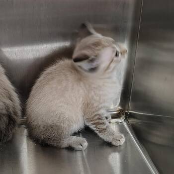 Peter Pan -  Domestic Medium Hair Cat for Adoption in Coos Bay, Oregon - Peter Pan | PetCurious