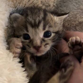Meredith -  Domestic Short Hair Cat for Adoption in North Canton, Ohio - Meredith | PetCurious