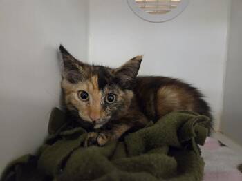 SUNDANCE -  Domestic Short Hair Cat for Adoption in Kent, Washington - SUNDANCE | PetCurious