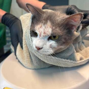 Tip Topsy -  Domestic Medium Hair Cat for Adoption in Huntington, West Virginia - Tip Topsy | PetCurious