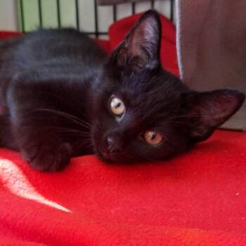 Vermilion -  Domestic Short Hair Cat for Adoption in Chicago, Illinois - Vermilion | PetCurious