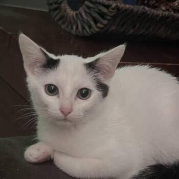 Tania -  Domestic Short Hair Cat for Adoption in Franklin, Tennessee - Tania | PetCurious