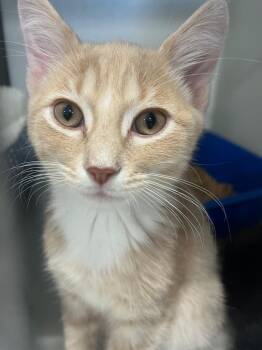 Rescue Domestic Short Hair Cats for Adoption in Webster City, Iowa - Nacho | PetCurious