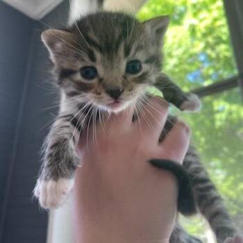 Marcus C11325 -  Domestic Short Hair Cat for Adoption - Marcus C11325 | PetCurious