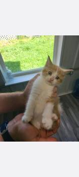 Rescue Domestic Short Hair Cats for Adoption in Fertile, Minnesota - Fed-Ex | PetCurious