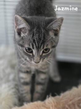 Jazmine -  Domestic Short Hair Cat for Adoption in Battle Creek, Michigan - Jazmine | PetCurious